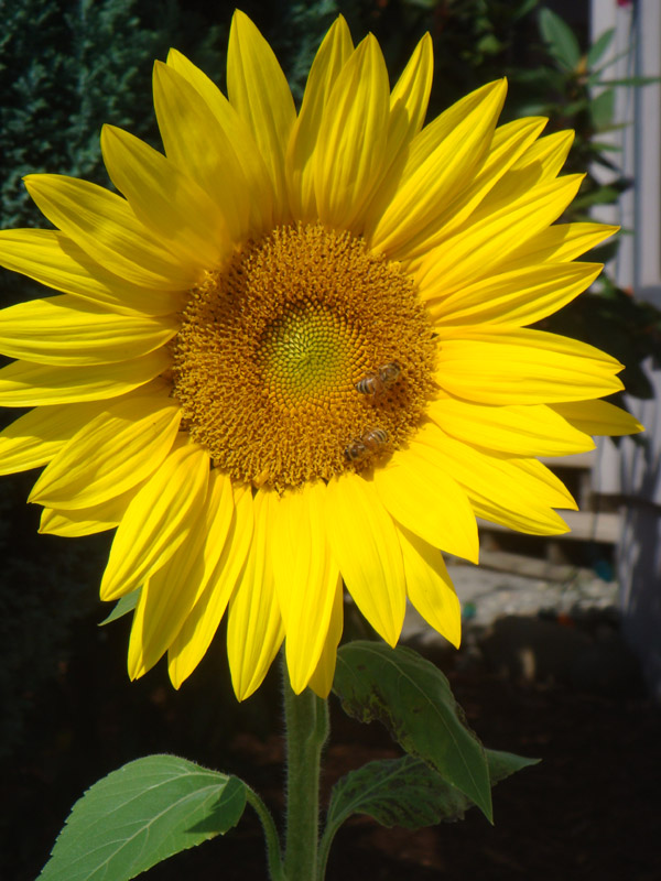 Day10_Sunflower_01