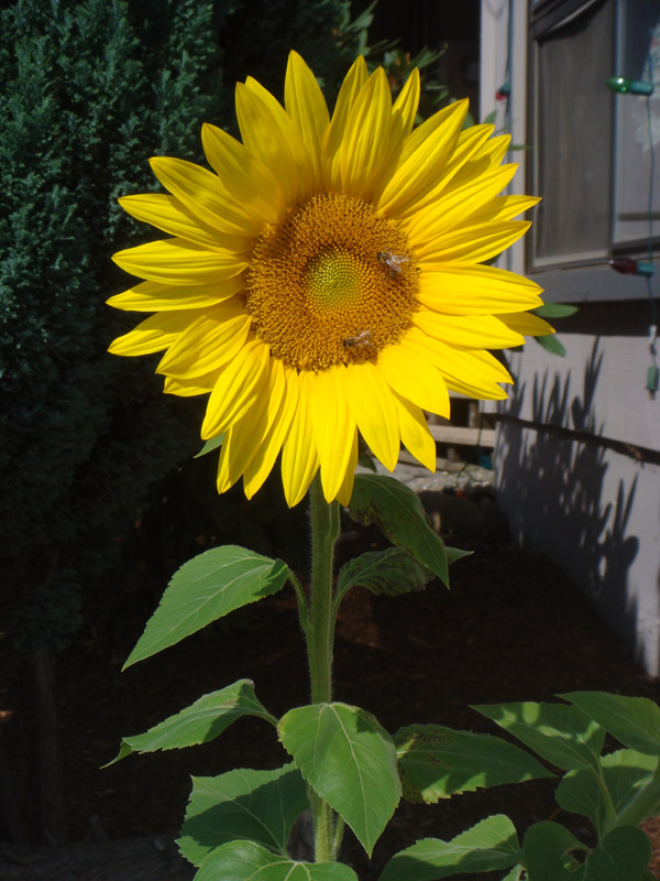 Day10_Sunflower_02