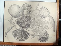 Cliff-Schinkel-1984-Pencil-Drawing-Grapefruit-Sections